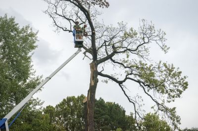 When To Get Tree Removals