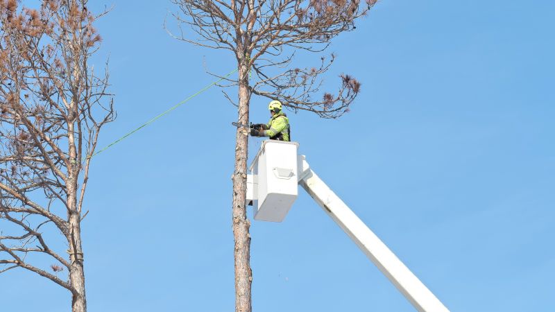 Who Provides Tree Removal Services in Westfield IN