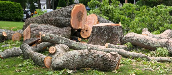 Large Tree Removal in Westfield