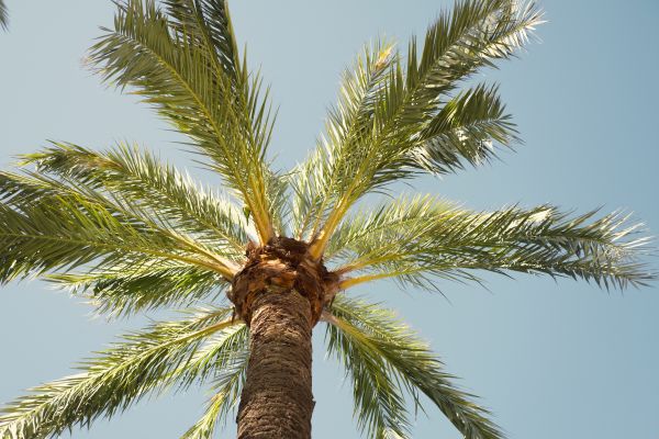 Palm Tree Removal in Westfield