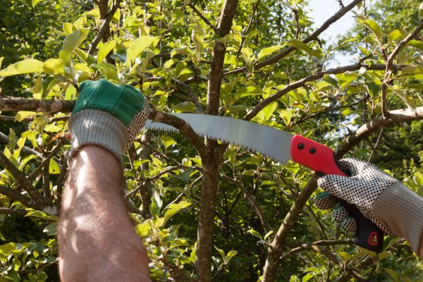 Small Tree Removal in Westfield