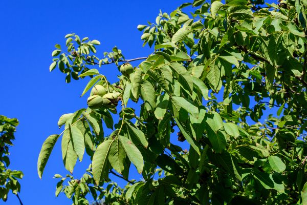 Cost of Walnut Tree Removal in Westfield