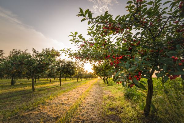 Cost of Cherry Tree Removal in Westfield