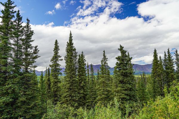 Cost of Spruce Tree Removal in Westfield