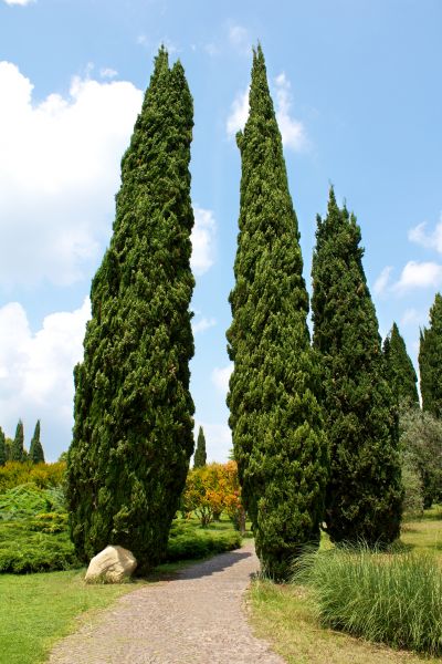 Cost of Cypress Tree Removal in Westfield
