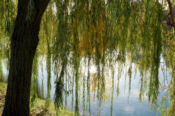 Cost of Willow Tree Removal in Westfield