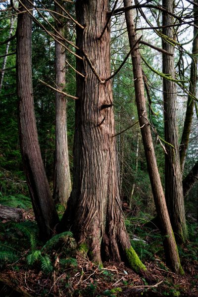 Cost of Cedar Tree Removal in Westfield