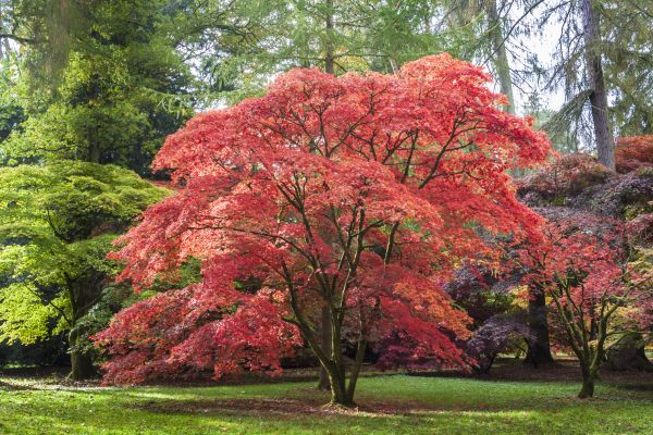 Cost of Maple Tree Removal in Westfield