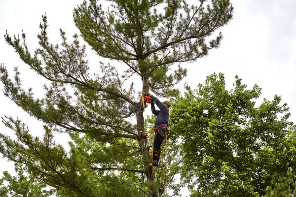 Cost of Pine Tree Removal in Westfield