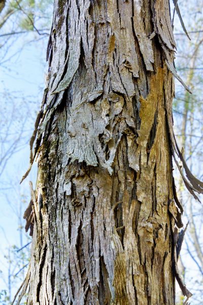Cost of Hickory Tree Removal in Westfield