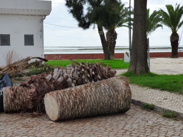Palm Trees Removal in Westfield