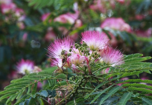 Cost of Mimosa Tree Removal in Westfield