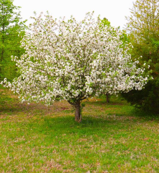 Cost of Dogwood Tree Removal in Westfield