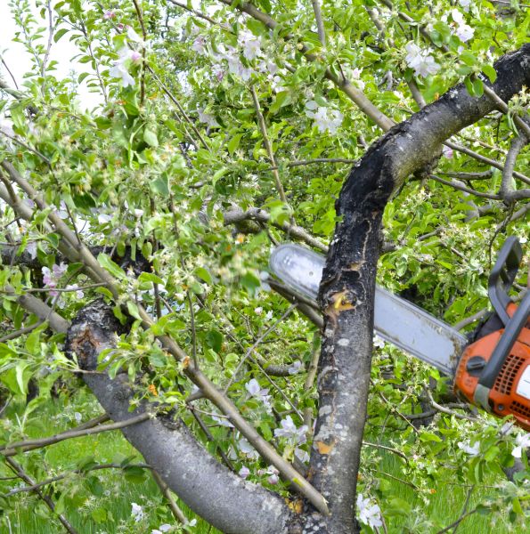 Cost of Apple Tree Removal in Westfield