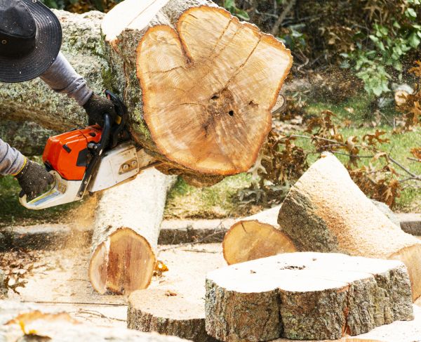 Tree Removal Service in Westfield
