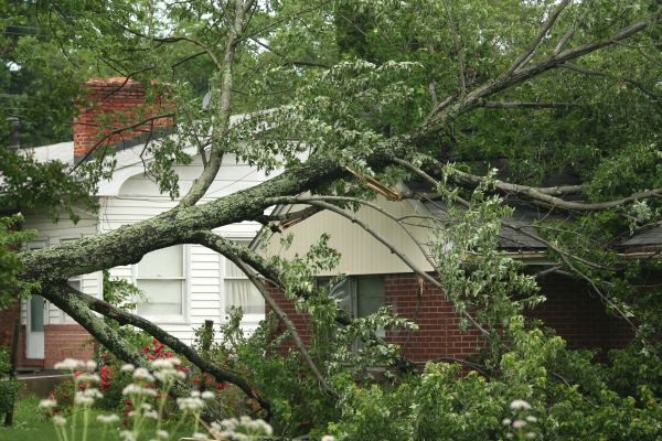 Emergency Tree Removal in Westfield