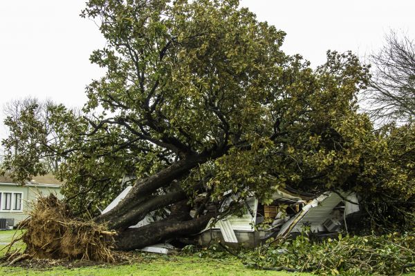 Fallen Tree Removal in Westfield