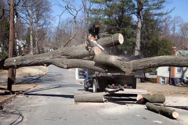 Cost of Residential Tree Removal in Westfield