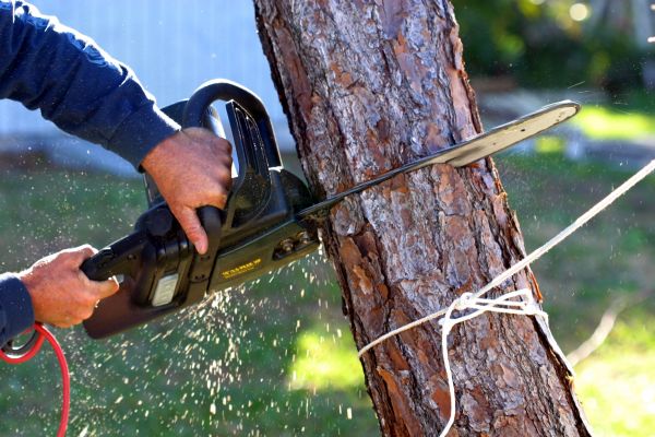 Dead Tree Removal in Westfield