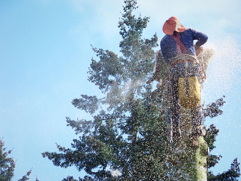 Tree Removal