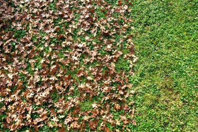 Final Leaf Cleanup