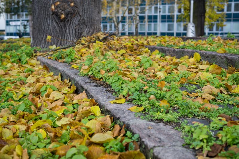 Yard Preparation for Winter