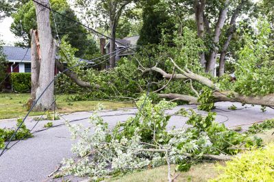 Tree on Commercial Property