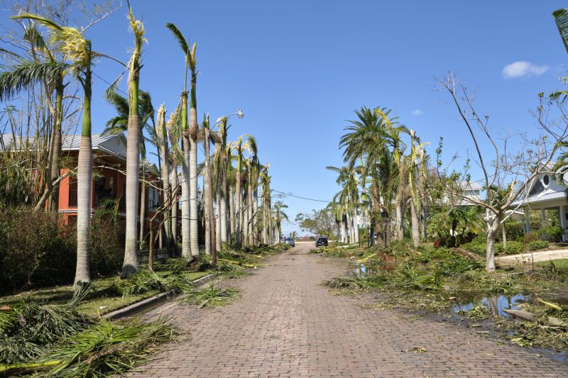 Tree Debris Cleanup