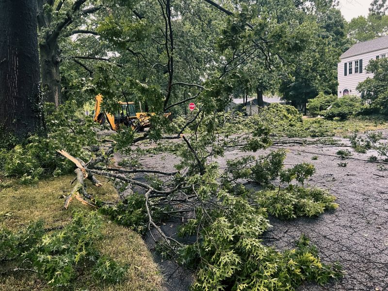 Storm Damage Tree Fall
