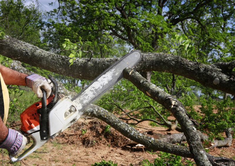 Spring Tree Cutting