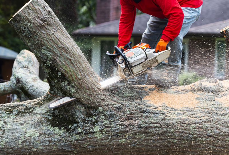 Tree Removal in Action