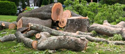 Before and After Tree Removal