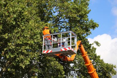 Tree Assessment Process