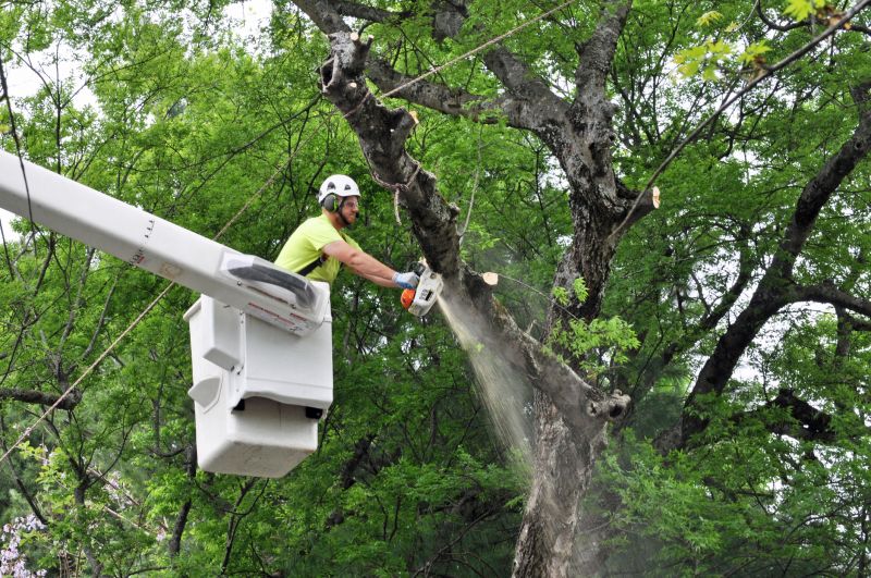 Willow Tree Removal